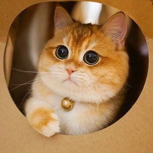 Meet your Posher, Julia